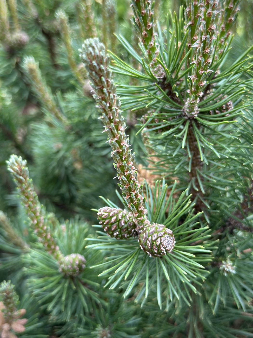 Сосна горная `Мопс``Mops` — изображение 2