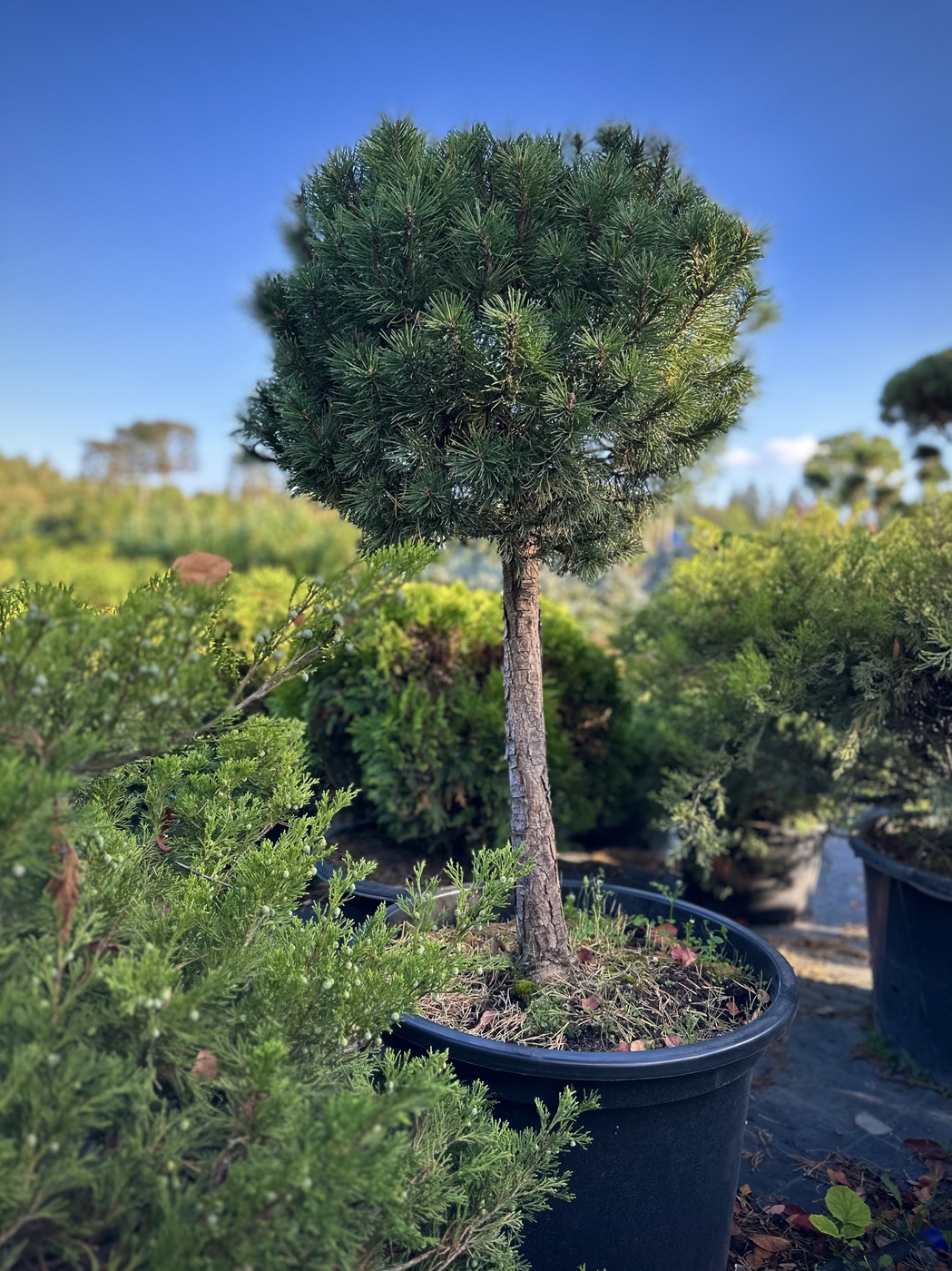 Сосна горная `Мопс``Mops`