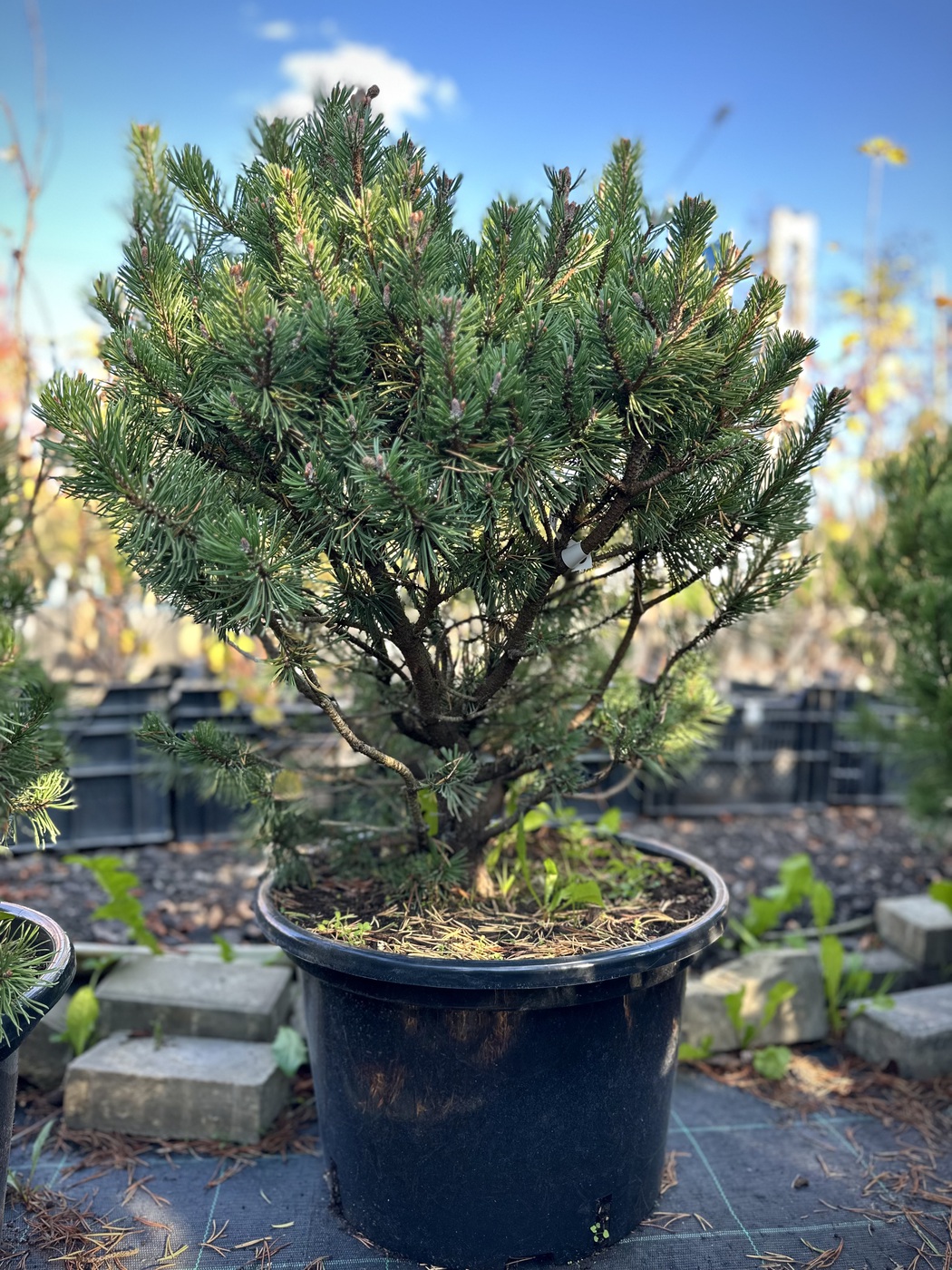 Сосна горная `Мопс``Mops`