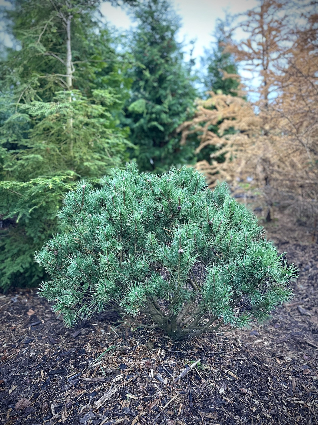 Сосна горная `Мопс``Mops`