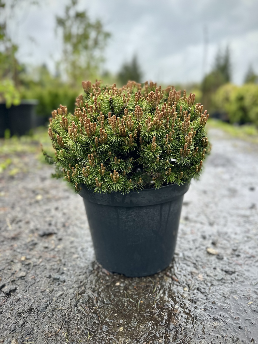 Сосна горная `Мини Мопс``Mini Mops`