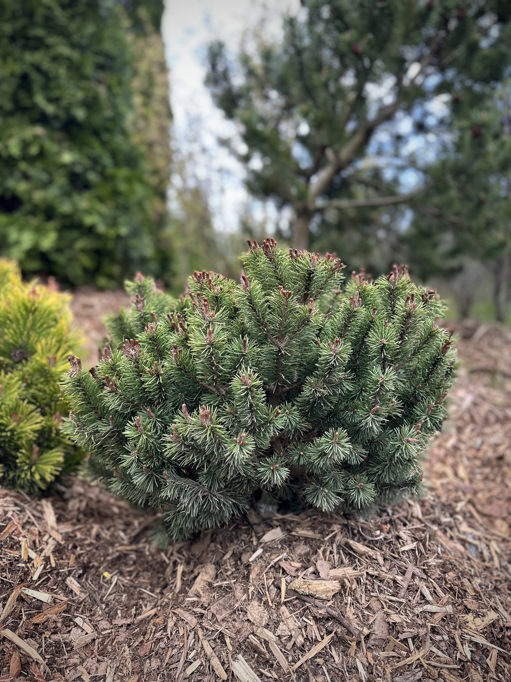 Сосна горная `Мопс``Mops`