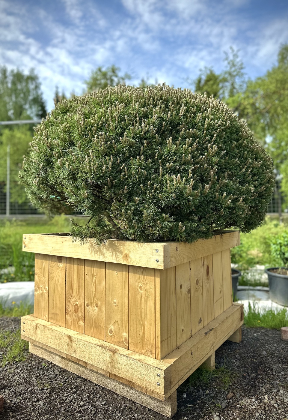 Сосна горная `Мопс``Mops` живые камни