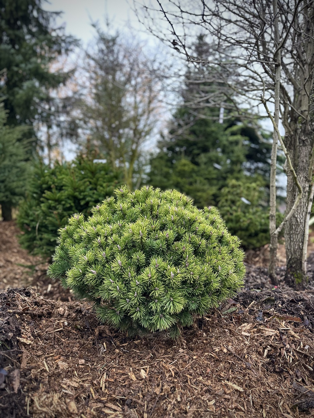 Сосна горная `Мопс``Mops`