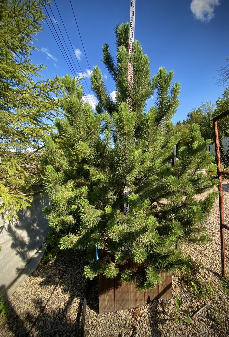 Сосна горная `Унцината``Uncinata`