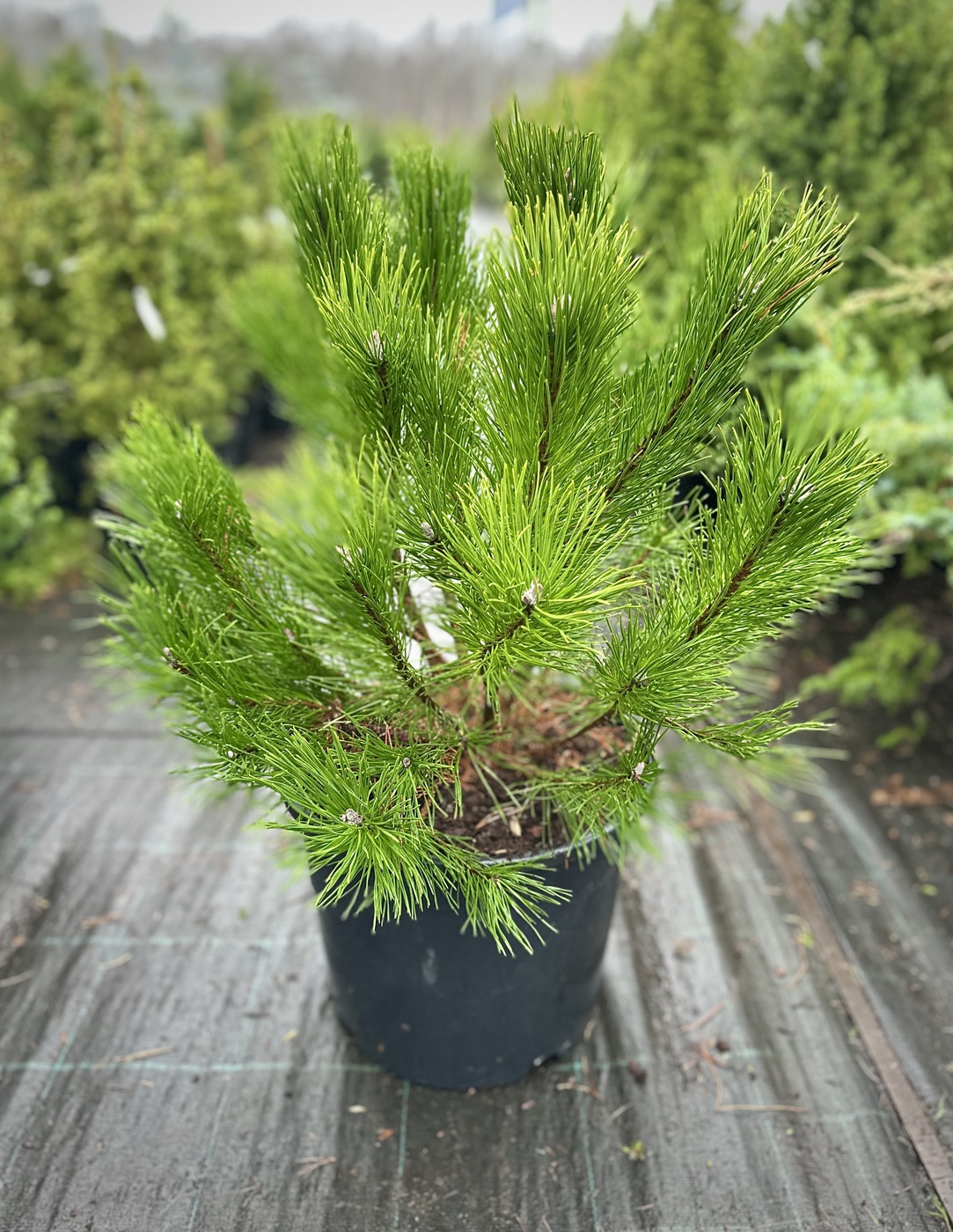 Сосна горная `Унцината``Uncinata`