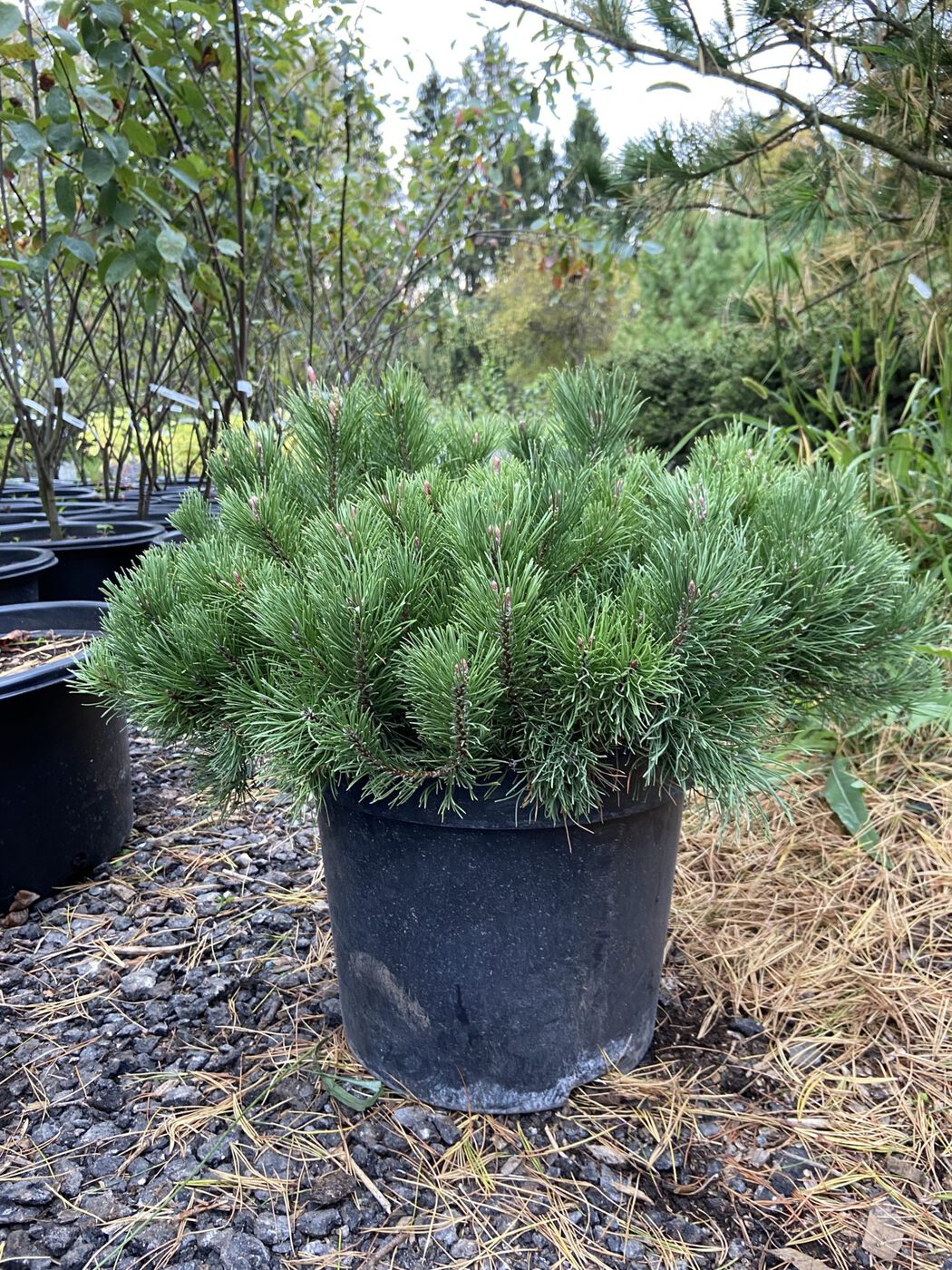 Сосна горная `Пумилио``Pumilio`