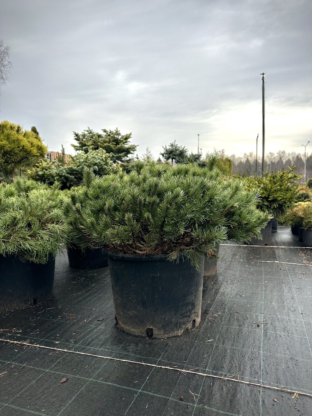 Сосна горная `Пумилио``Pumilio` — изображение 2