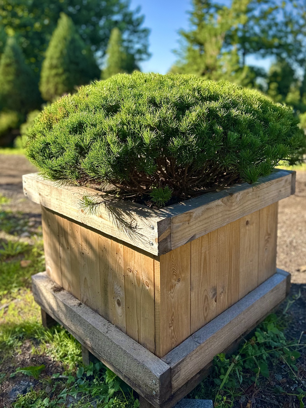 Сосна горная `Пумилио``Pumilio`