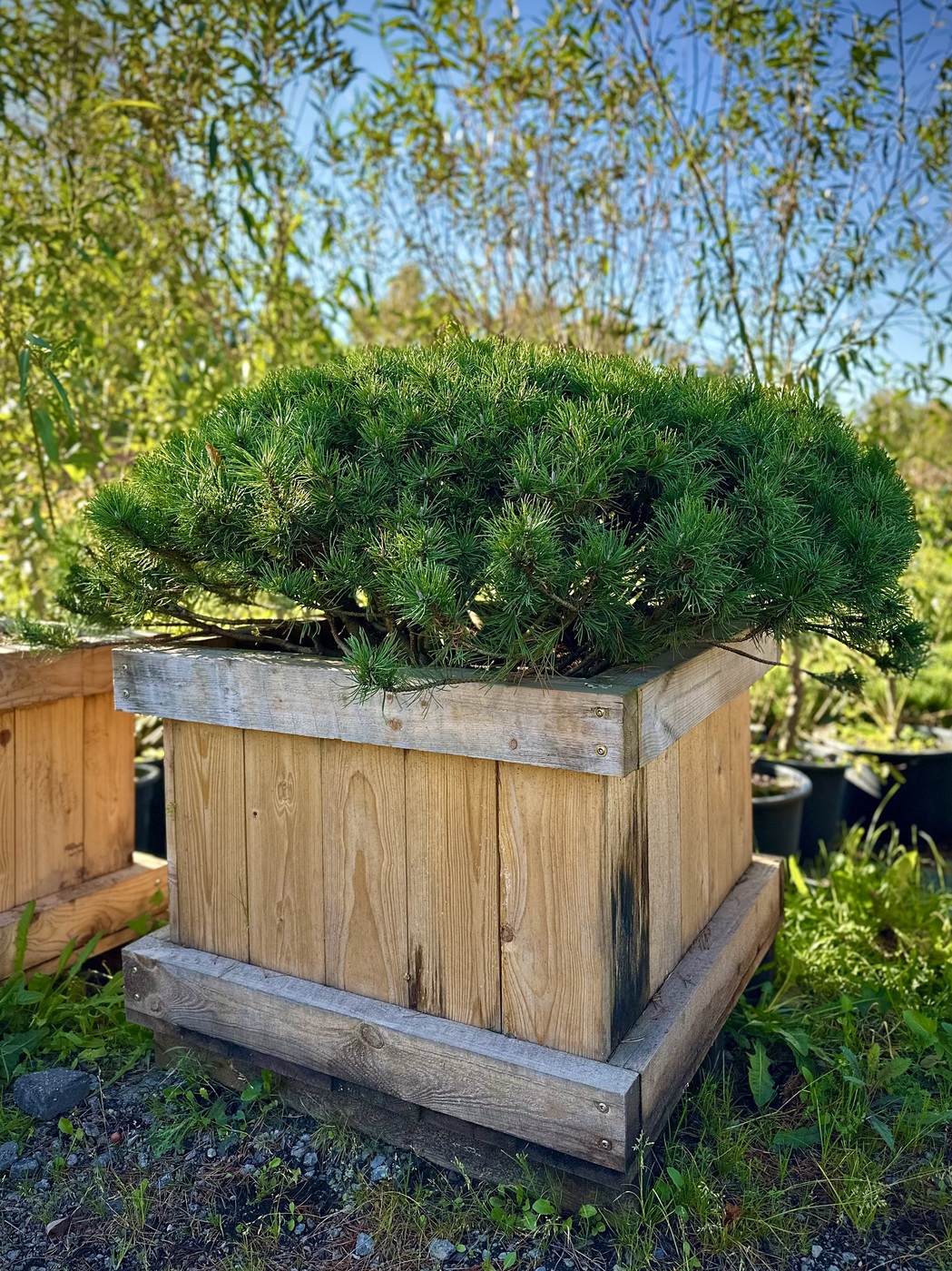 Сосна горная `Пумилио``Pumilio`