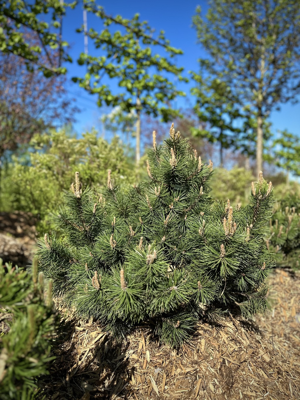 Сосна горная `Пумилио``Pumilio`