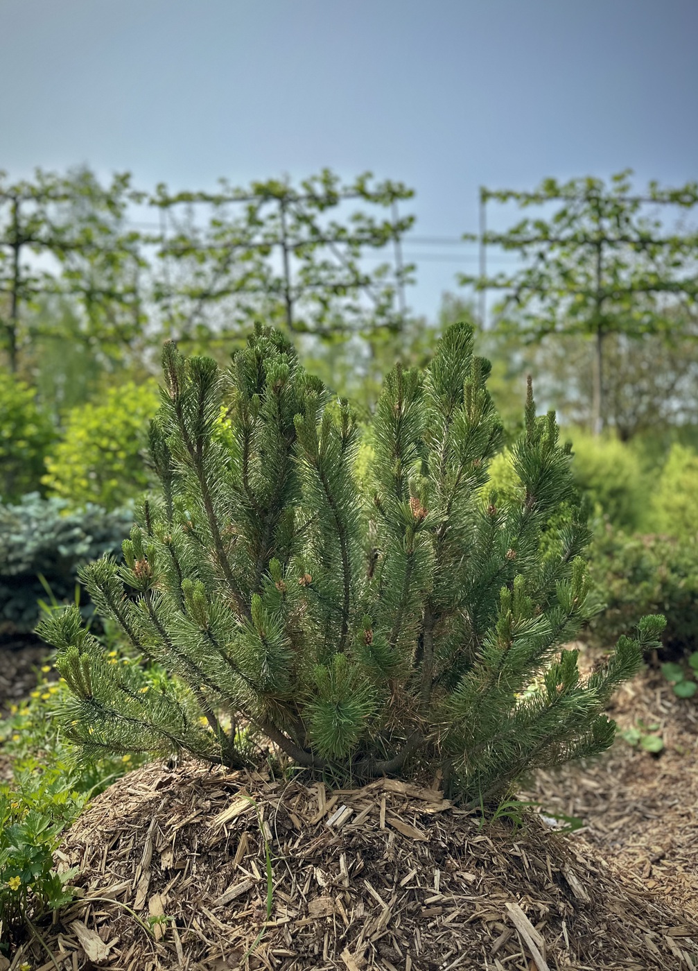 Сосна горная `Пумилио``Pumilio`