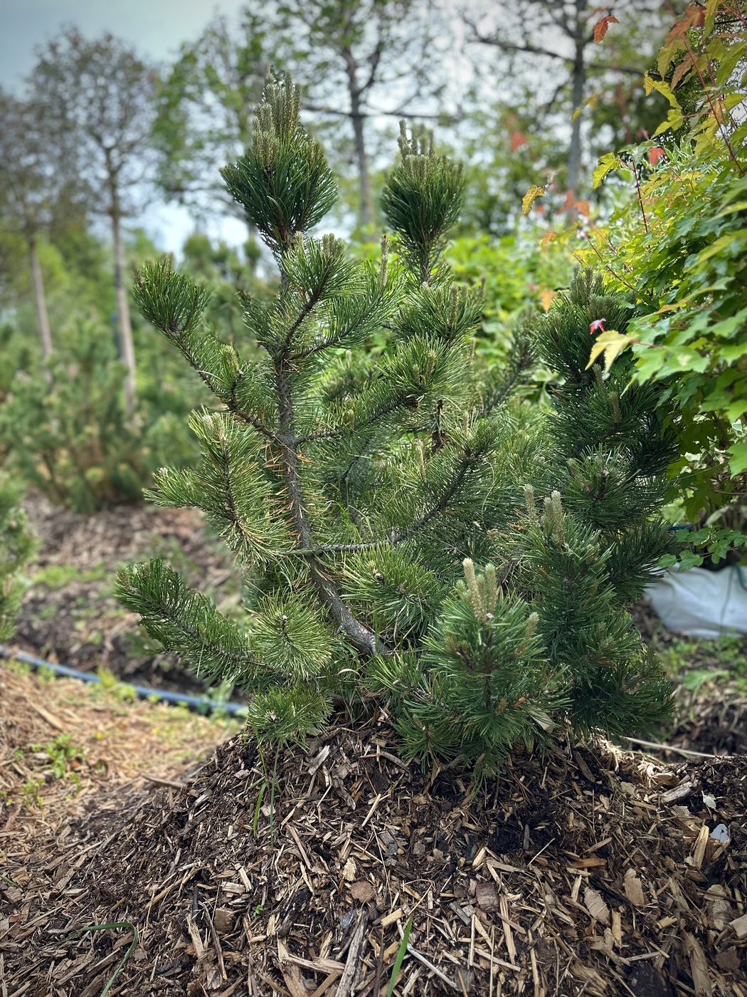 Сосна горная `Пумилио``Pumilio`