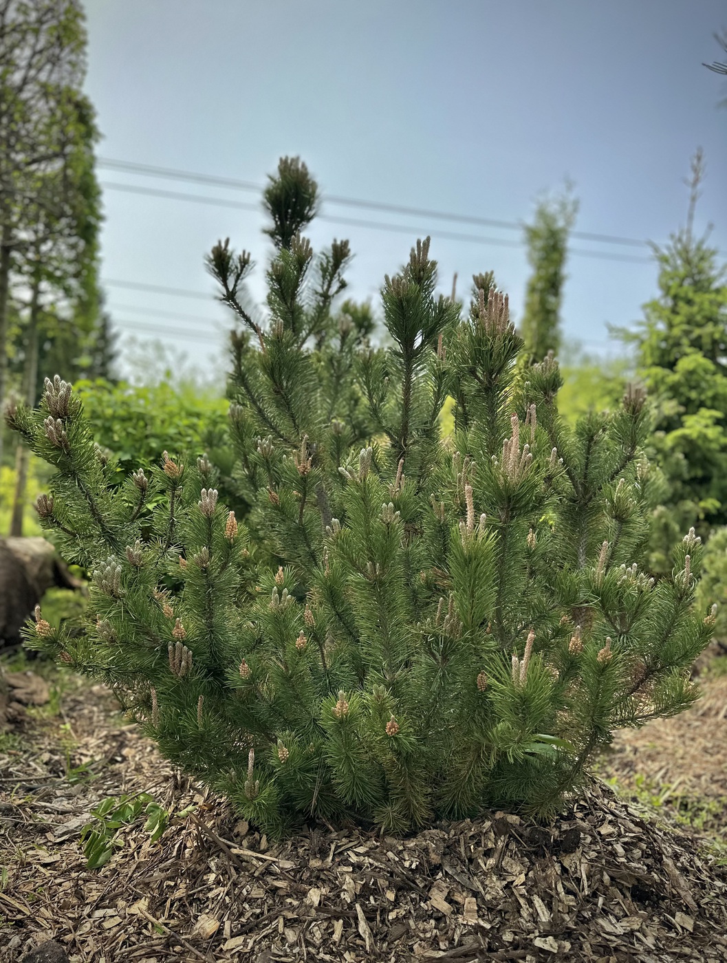 Сосна горная `Пумилио``Pumilio`