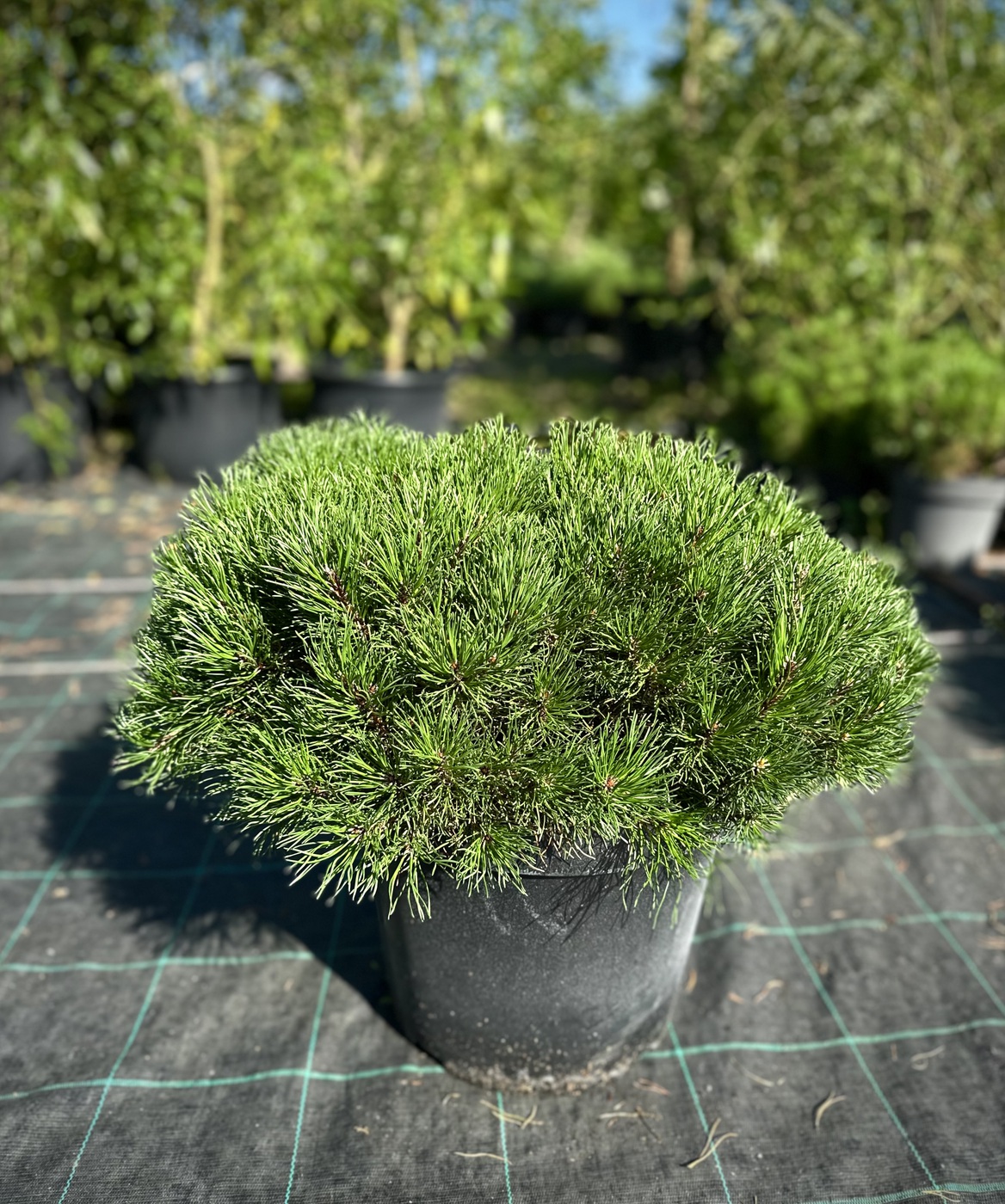 Сосна горная `Пумилио``Pumilio`