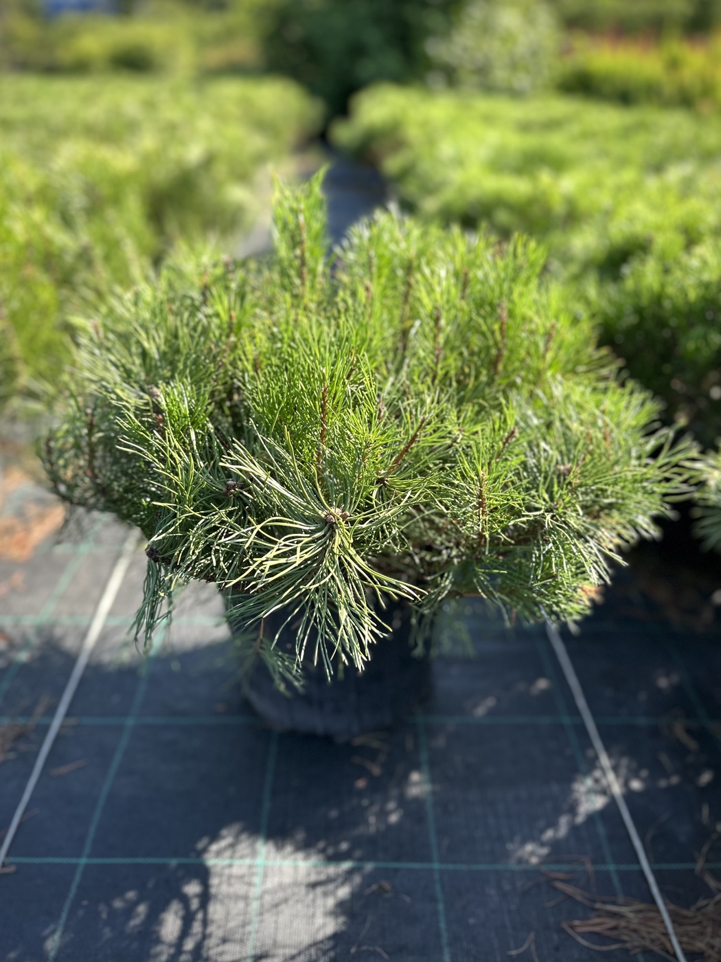 Сосна горная `Пумилио``Pumilio`