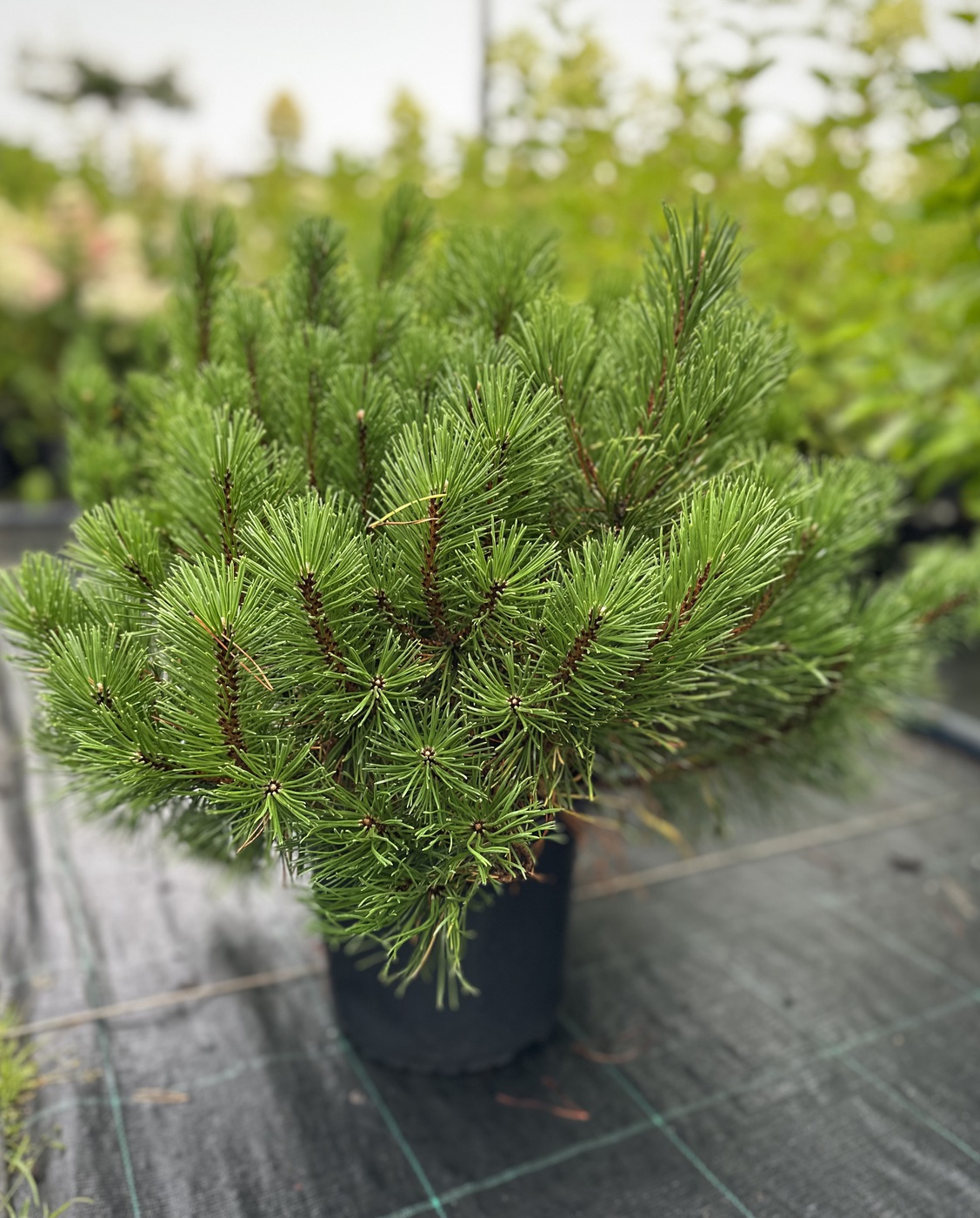 Сосна горная `Пумилио``Pumilio`