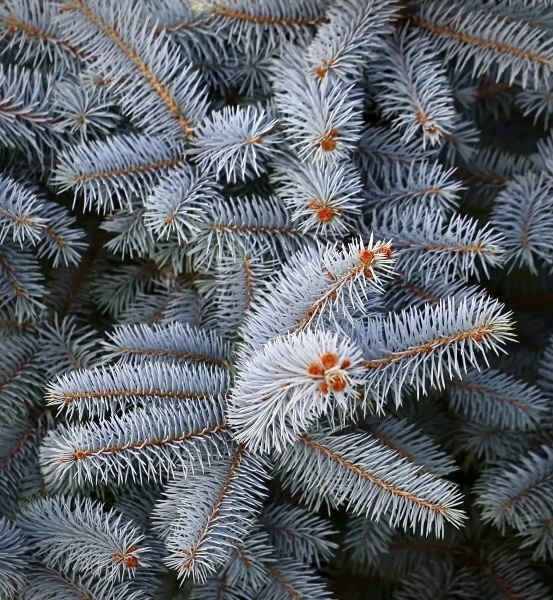 Ель колючая Фэт Альберт (Fat Albert)