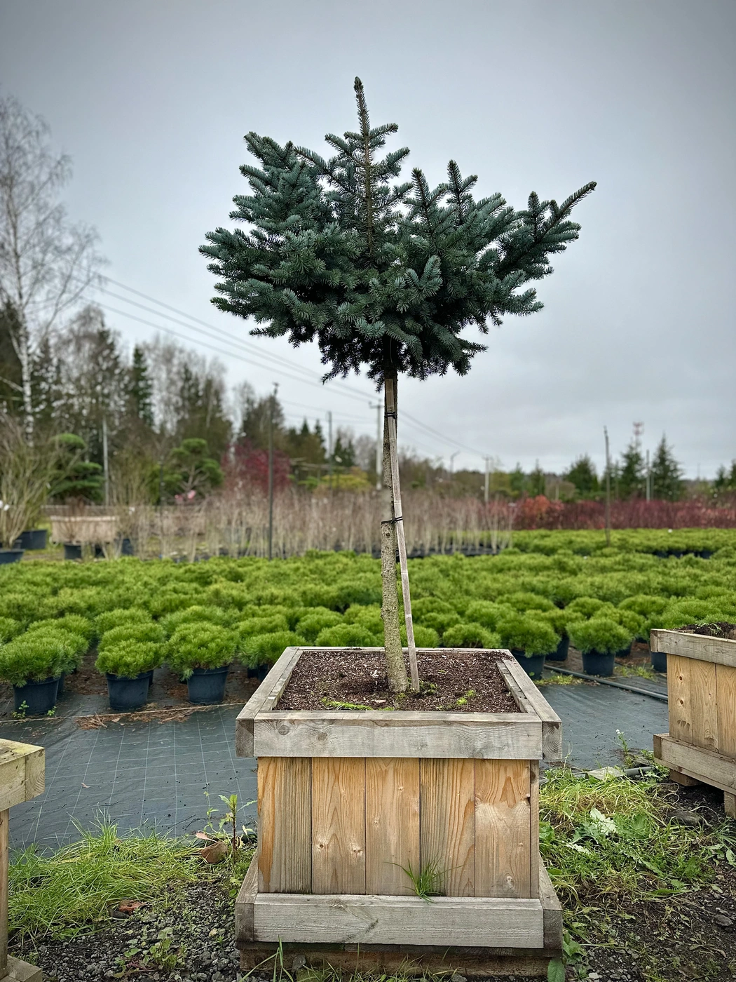 Ель колючая Белобок (Bialobok)