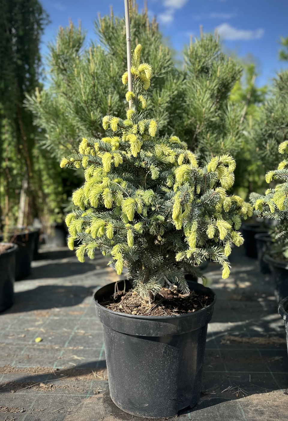 Ель колючая Белобок (Bialobok)