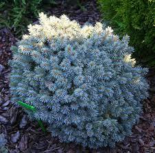 Ель колючая `Блю Перл` `Blue Pearl` — изображение 2