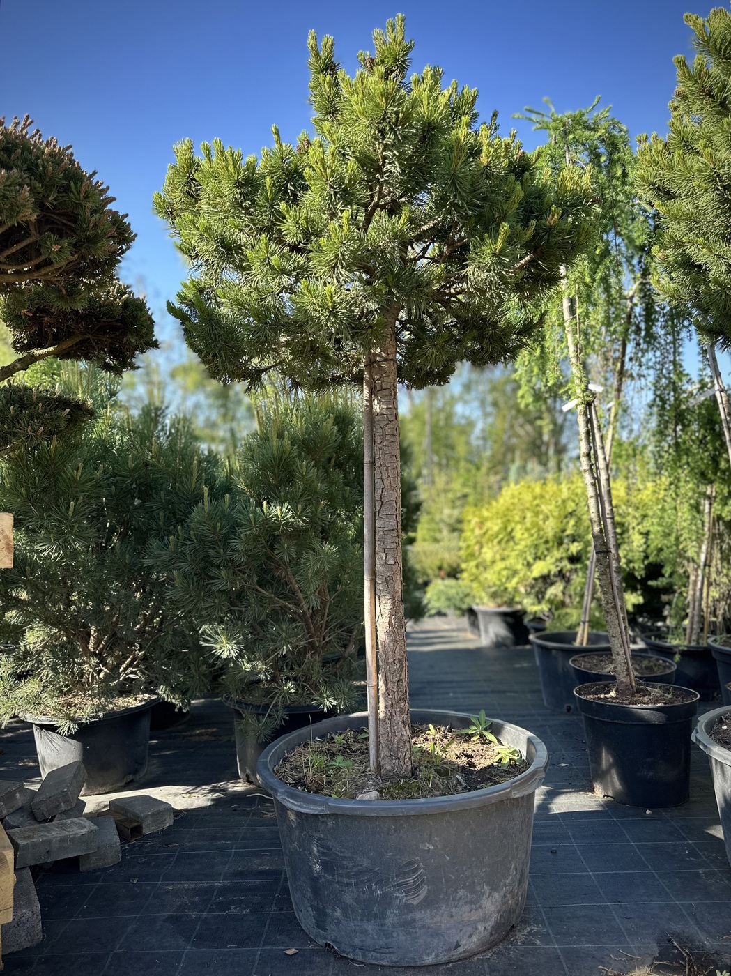 Сосна горная `Офир``Ophir`