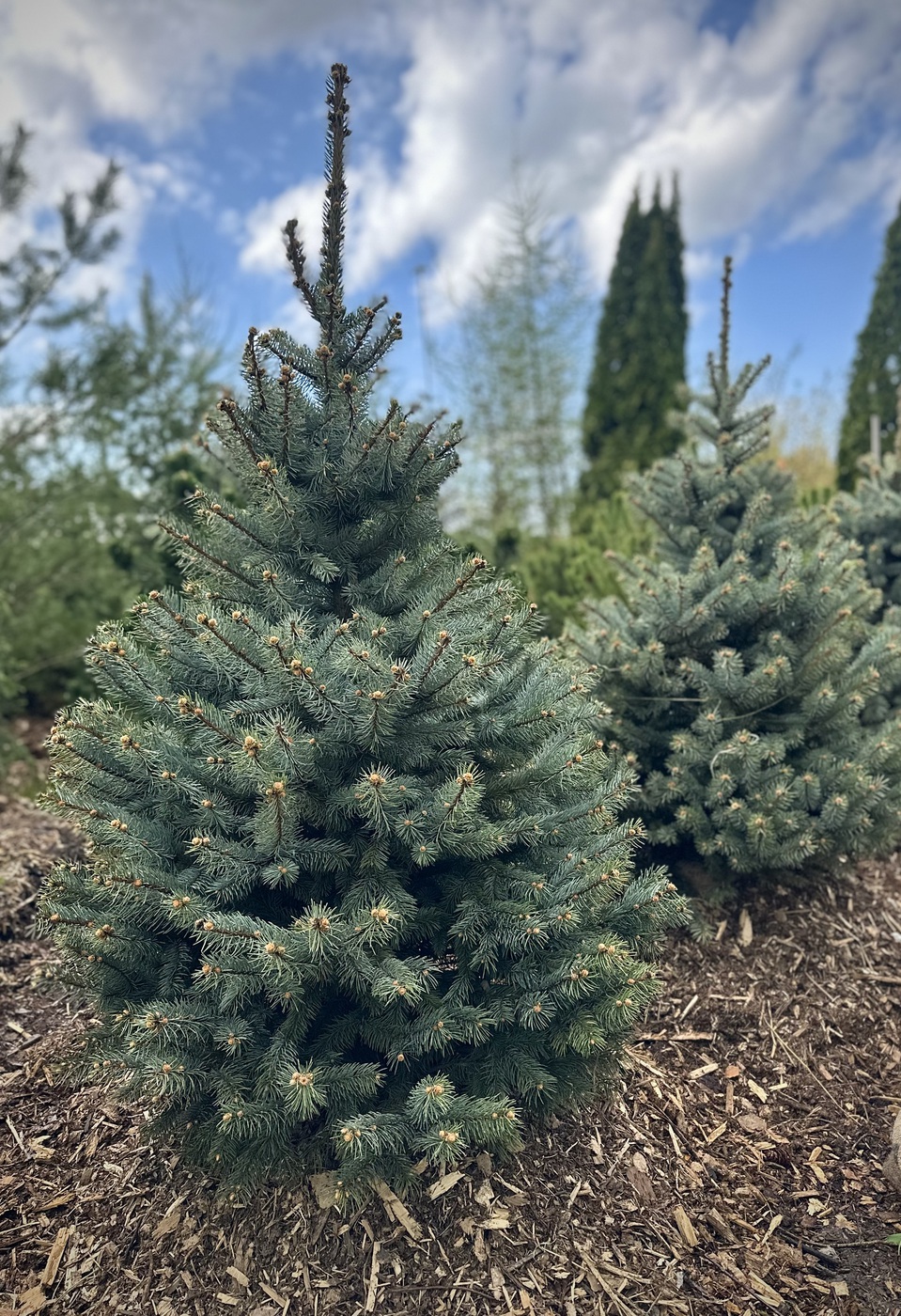 Ель колючая голубая `Супер Блю Сидлинг` `Super Blue Seedling`