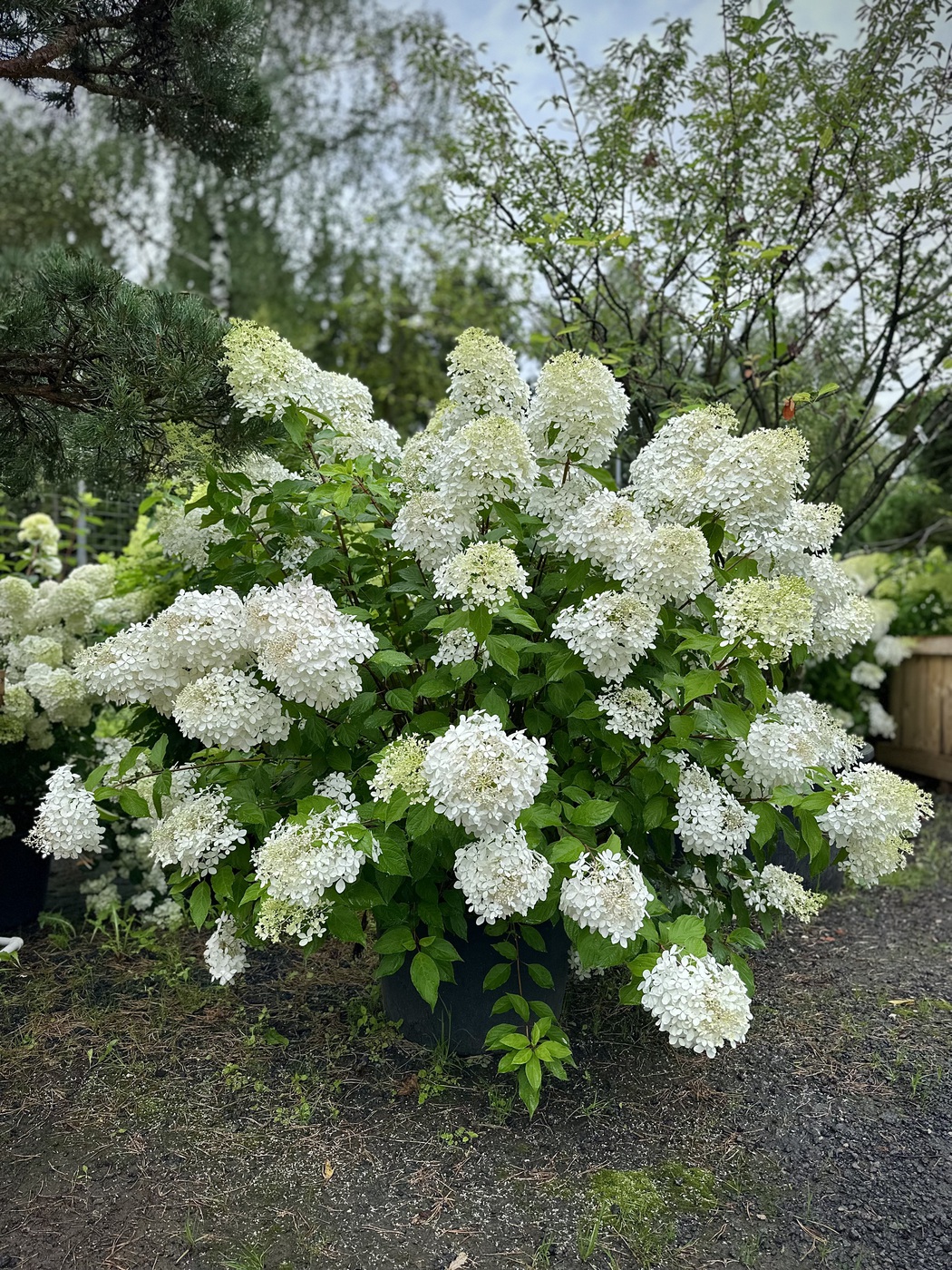 Гортензия метельчатая Фантом (Phantom)