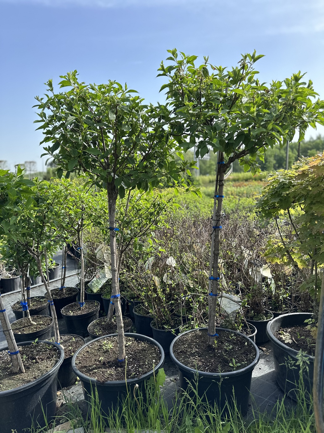 Гортензия метельчатая Фантом (Phantom)