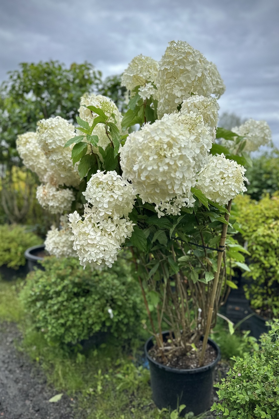 Гортензия метельчатая Фантом (Phantom)