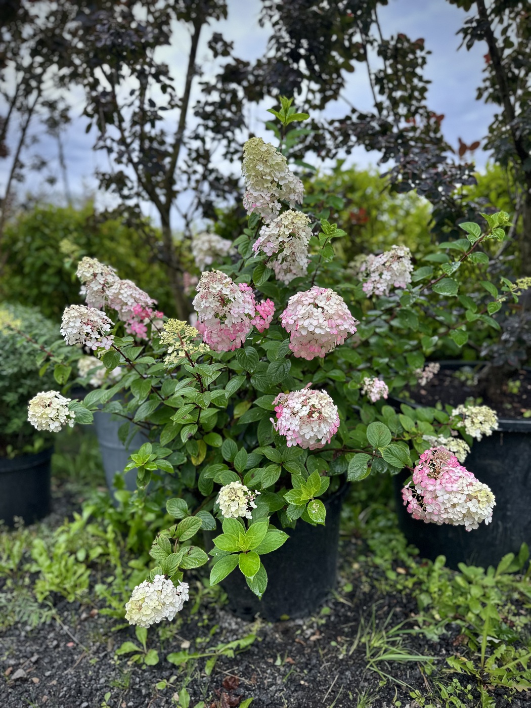 Гортензия метельчатая Самарская Лидия