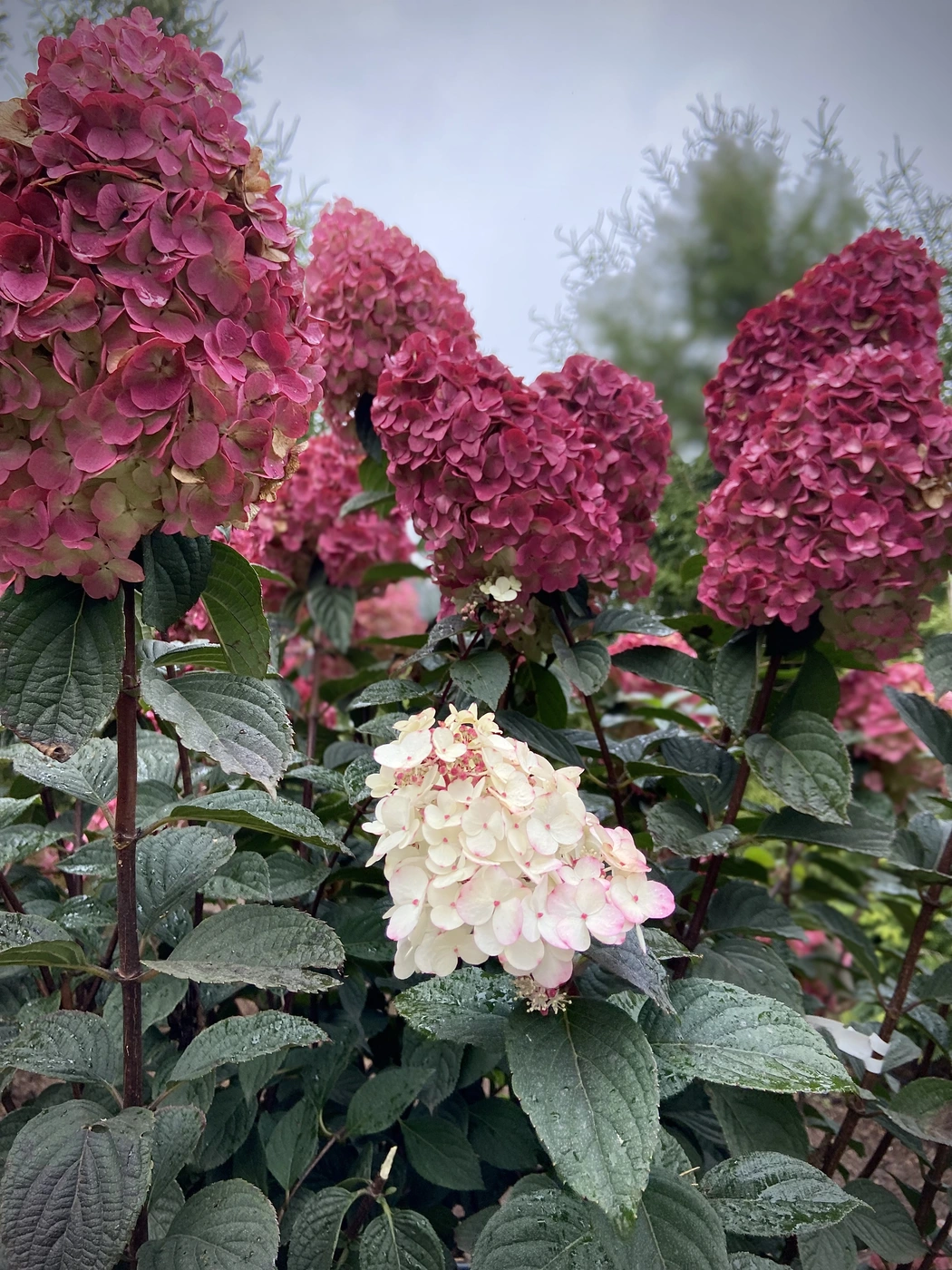 Гортензия метельчатая Самарская Лидия