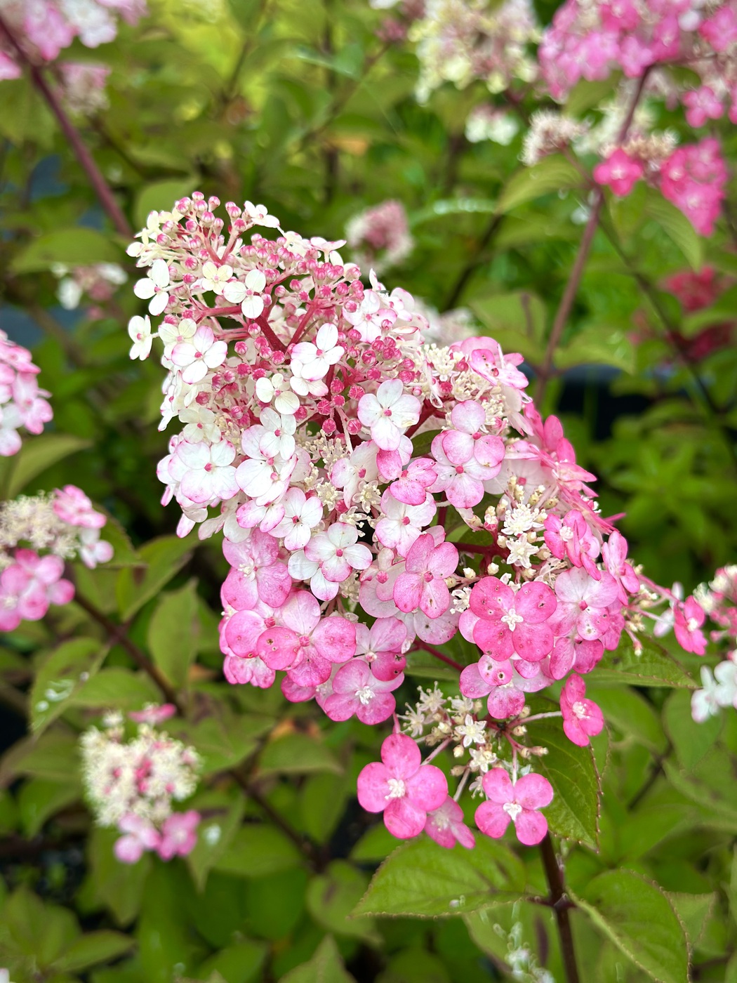 Гортензия метельчатая Самарская Лидия