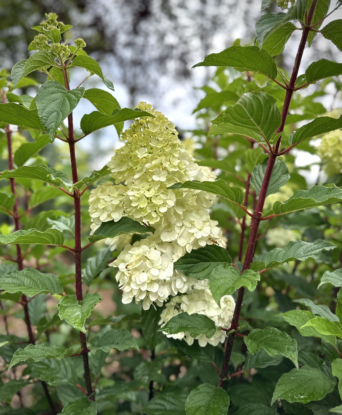 Гортензия метельчатая Ванилла Фрайз (Vanille Fraise)