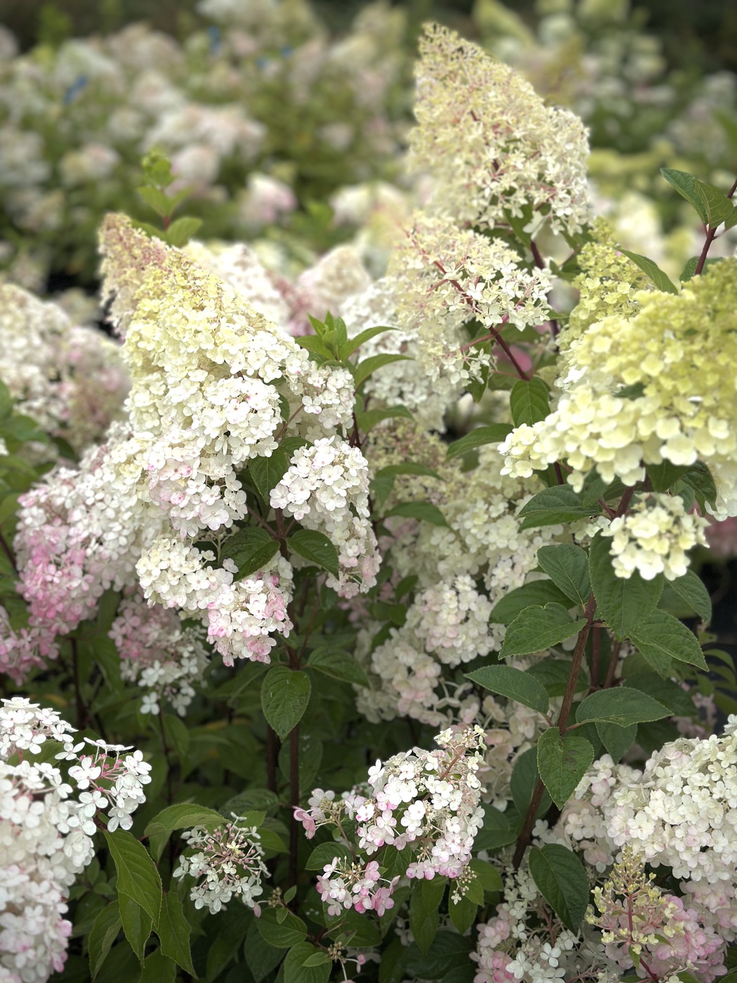 Гортензия метельчатая Ванилла Фрайз (Vanille Fraise) — изображение 2