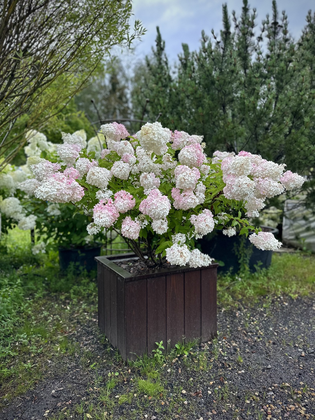 Гортензия метельчатая Ванилла Фрайз (Vanille Fraise)