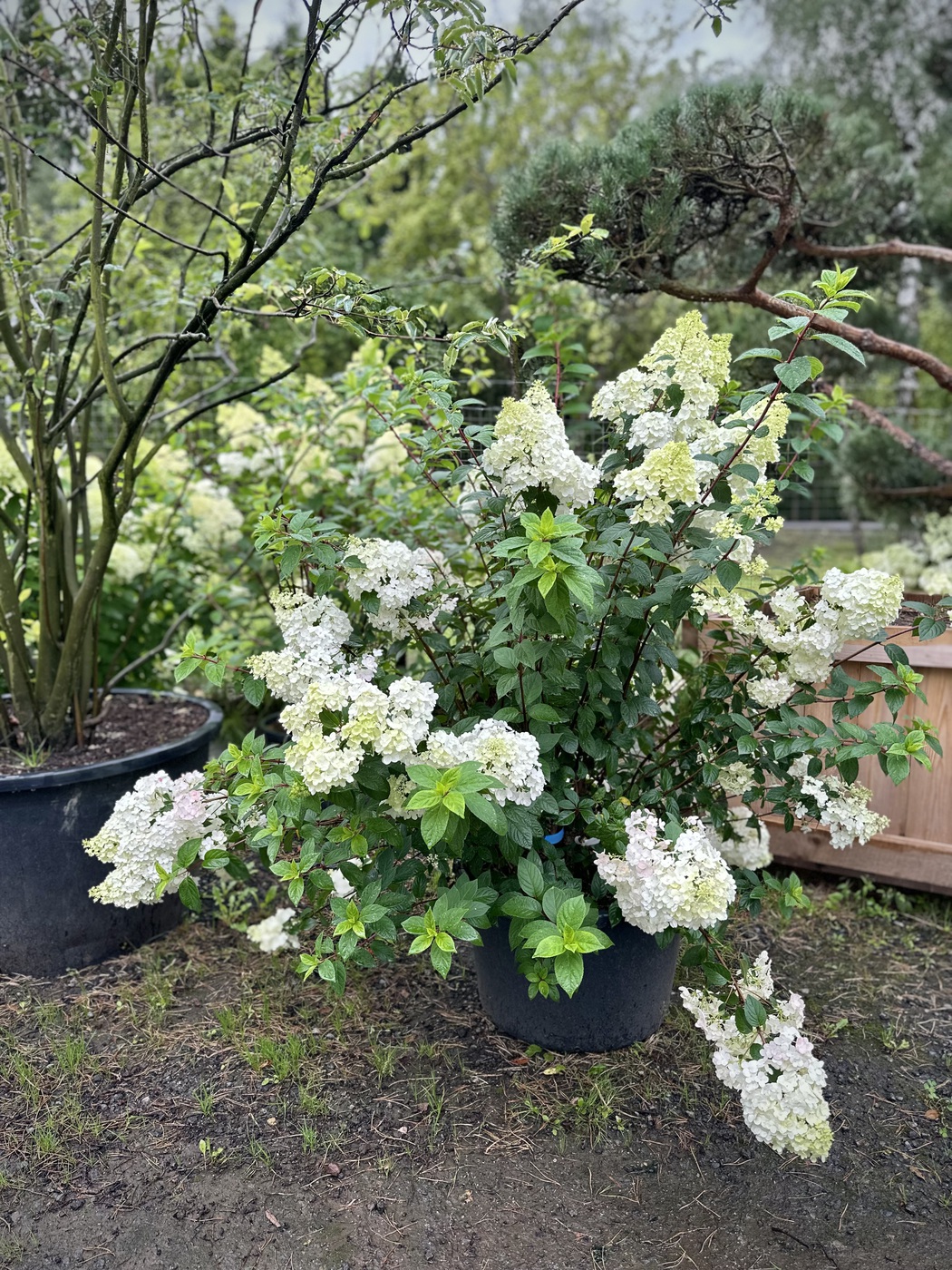 Гортензия метельчатая Сандей Фрайз (Sundae Fraise)