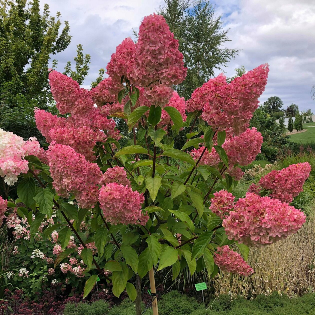 Гортензия метельчатая Сандей Фрайз (Sundae Fraise)