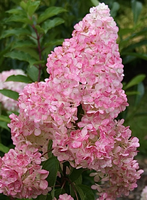 Гортензия метельчатая Сандей Фрайз (Sundae Fraise)