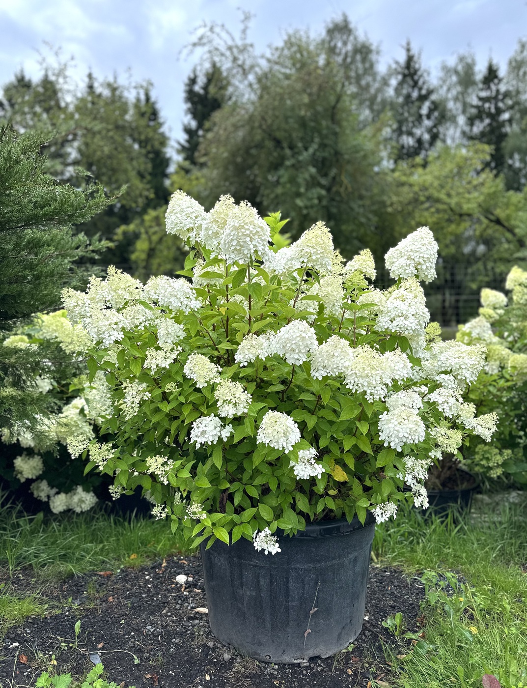 Гортензия метельчатая Лайм Лайт (Lime Light)