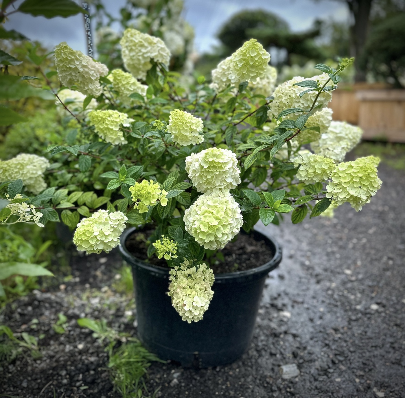 Гортензия метельчатая Лайм Лайт (Lime Light)