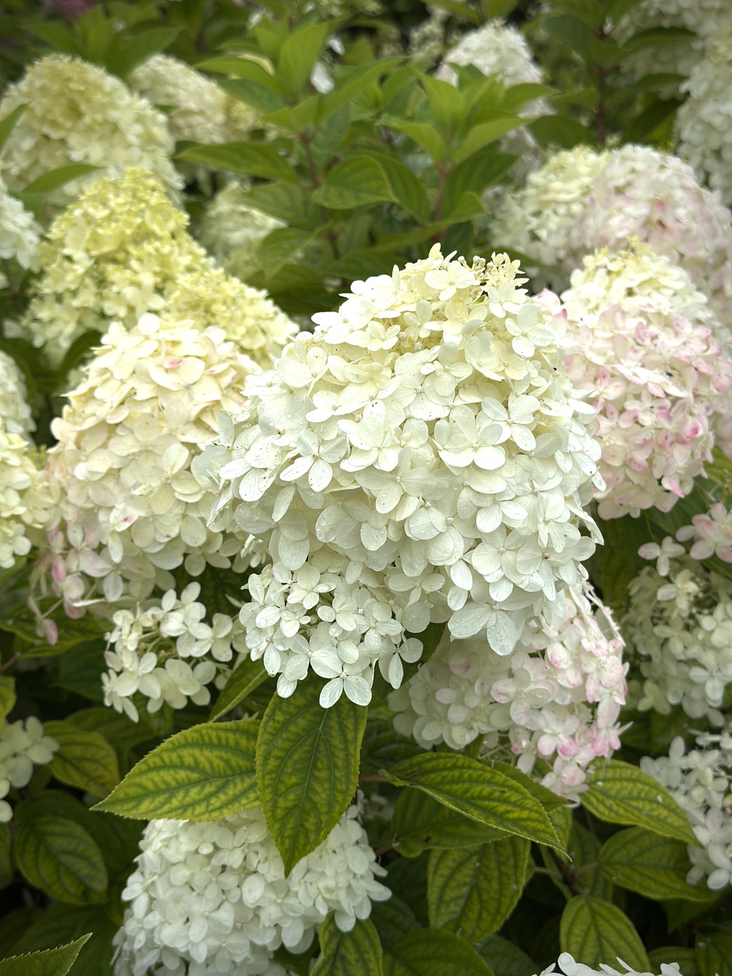 Гортензия метельчатая Лайм Лайт (Lime Light)