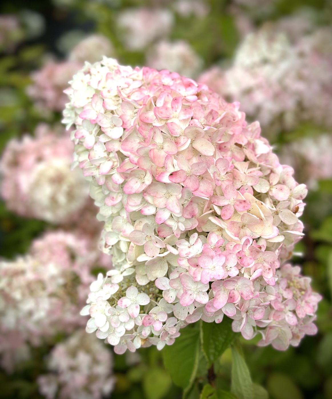 Гортензия метельчатая Грандифлора (Grandiflora)