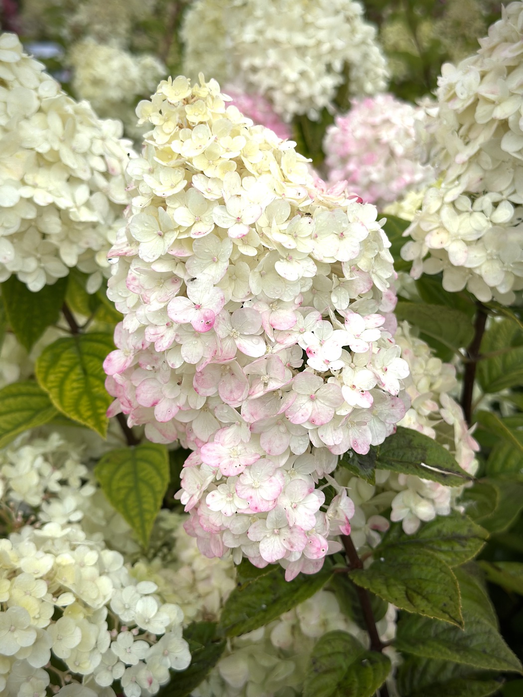 Гортензия метельчатая Сильвер Доллар (Silver Dollar)