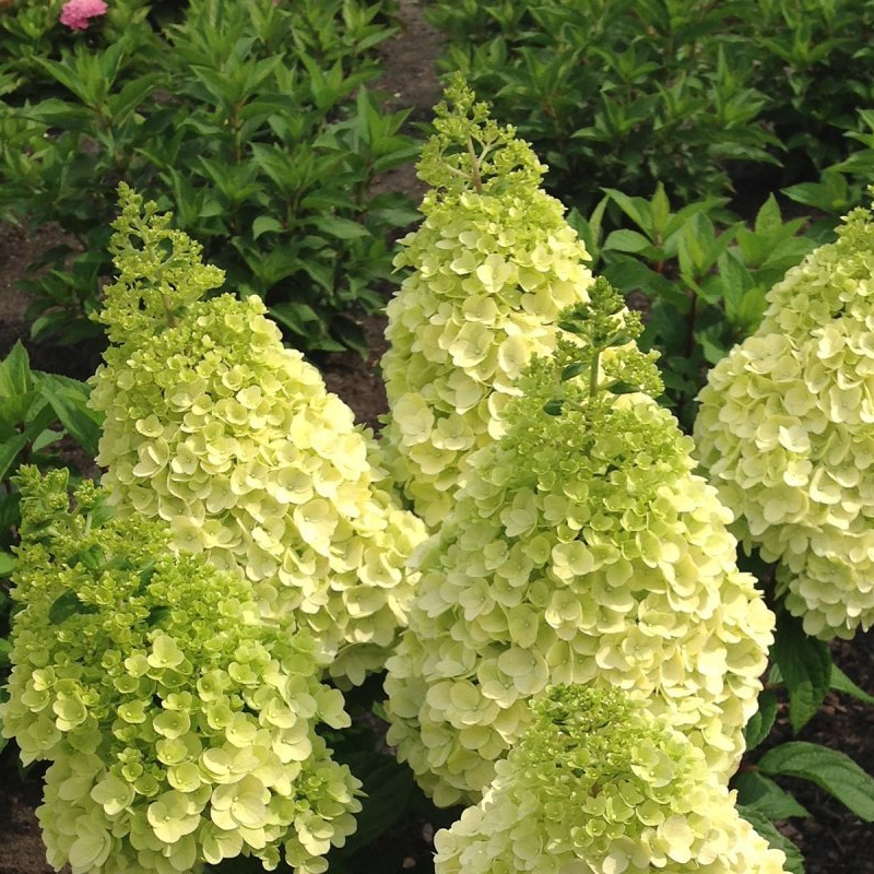 Гортензия метельчатая Мэджик Мунлайт (Magical Moonlight)