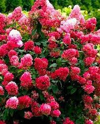 Гортензия метельчатая Даймонд Руж (Diamant Rouge) — изображение 2