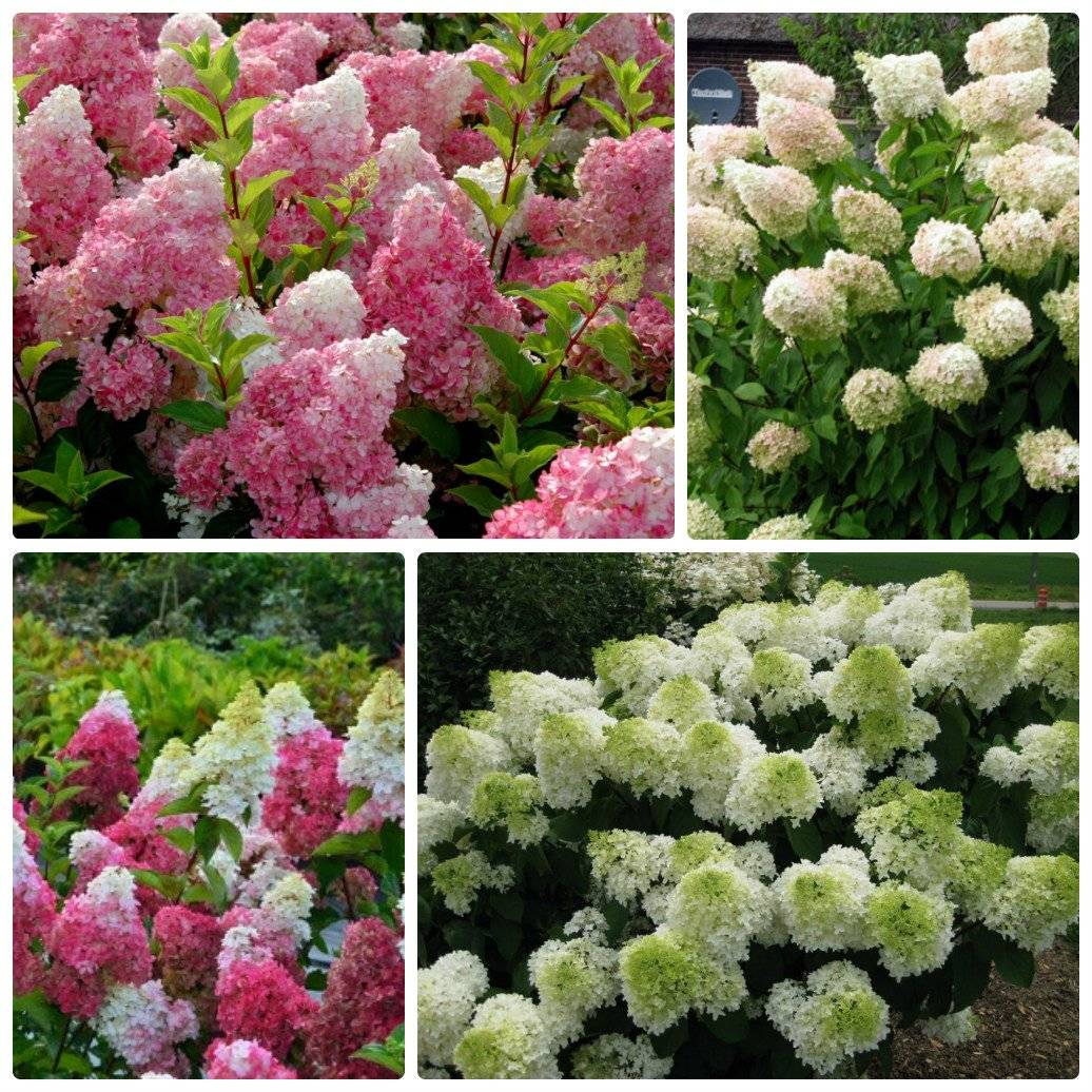 Гортензия метельчатая (Hydrangea paniculata) в ассортименте