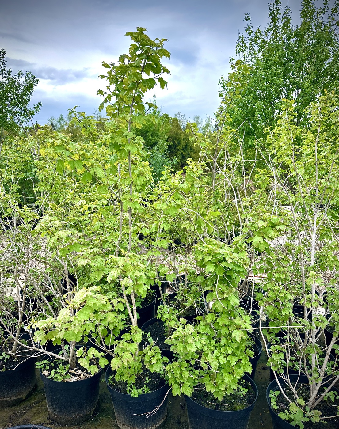 Калина обыкновенная (Viburnum opulus)