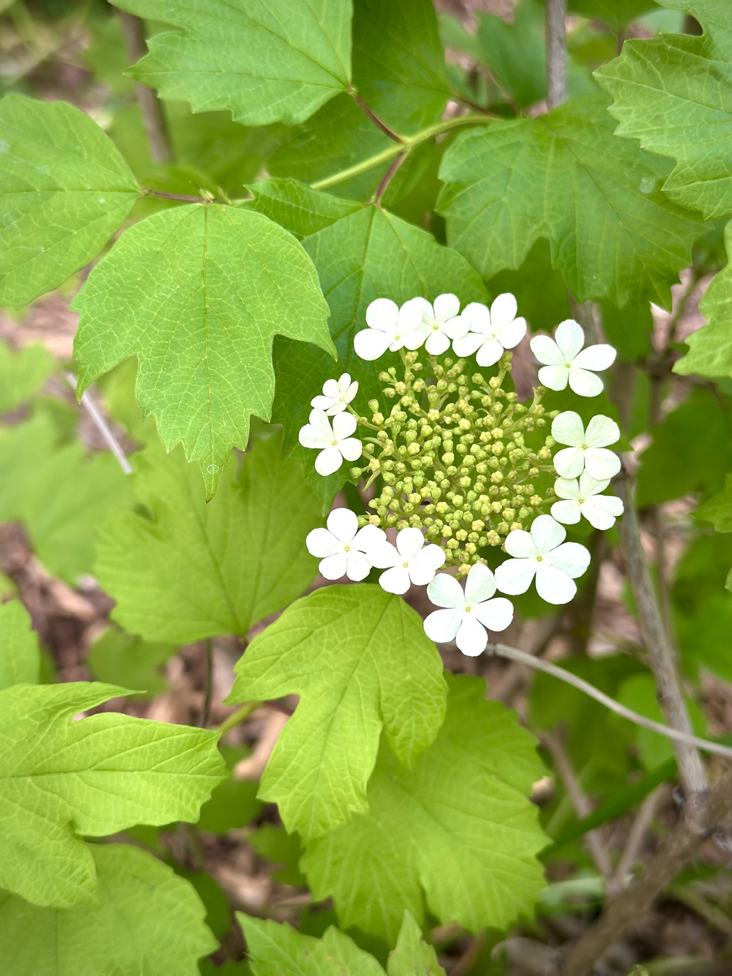 Калина обыкновенная (Viburnum opulus)