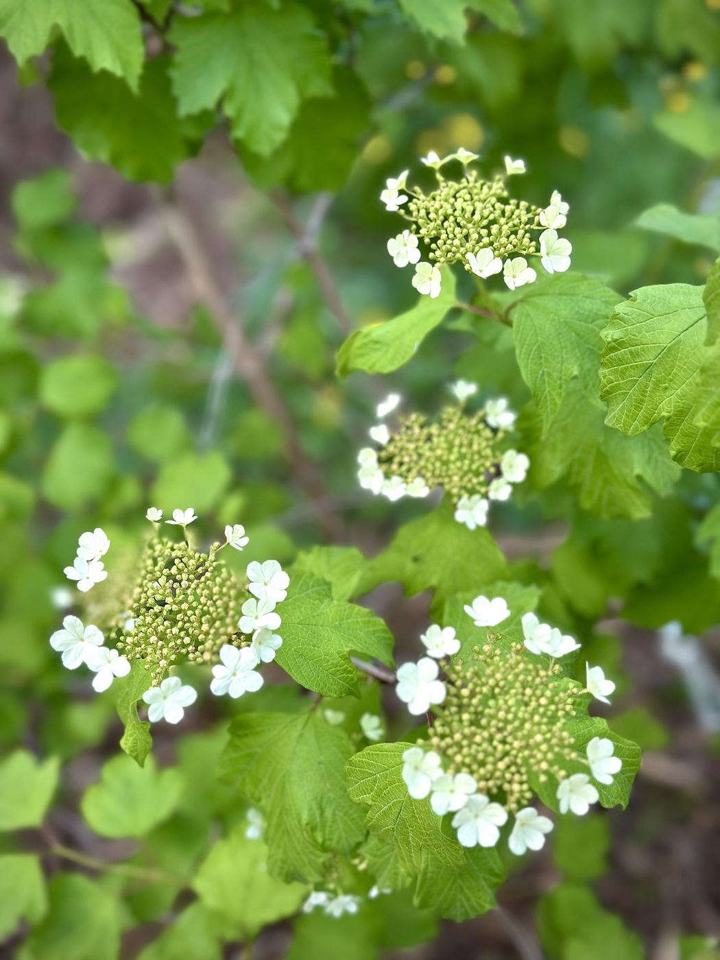 Калина обыкновенная (Viburnum opulus)